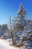 Snowy Pines_20856